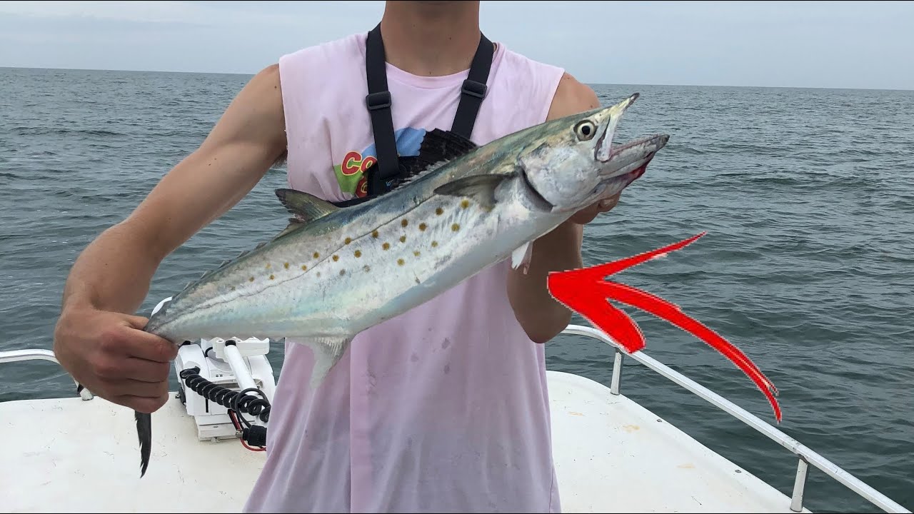 Giant Spanish Mackerel, Sharks, and Bonito off Ocean Isle Beach, NC!