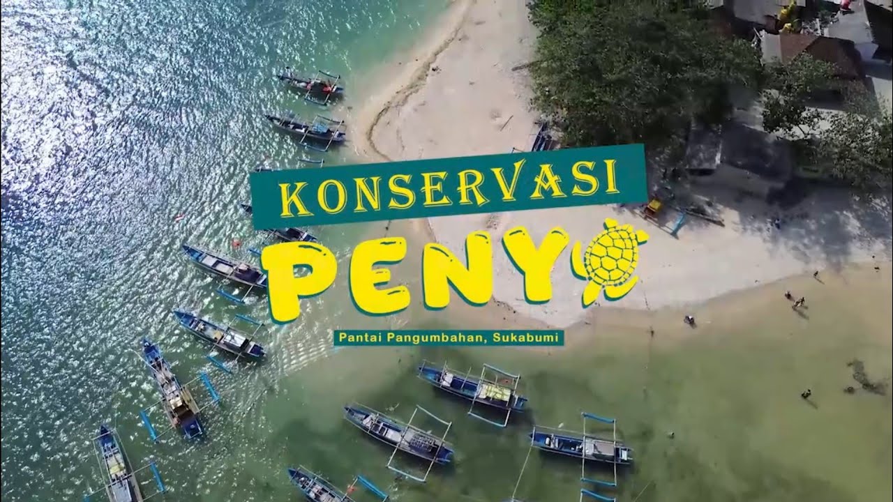🌊 Konservasi Penyu Pantai Pangumbahan: Cerita Alam & Harapan 🐢
