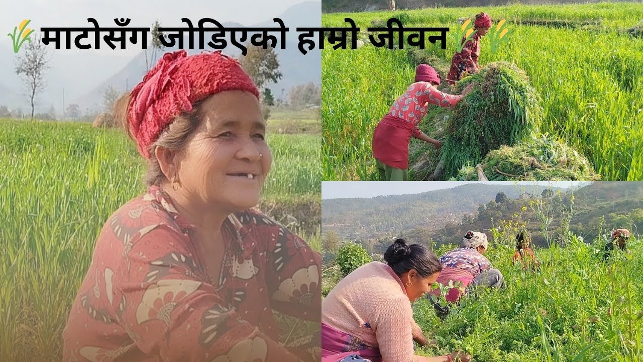 घाँस काट्दै गर्दा सुरु भयो राजनीति कुरा 😮 | Village Vlog