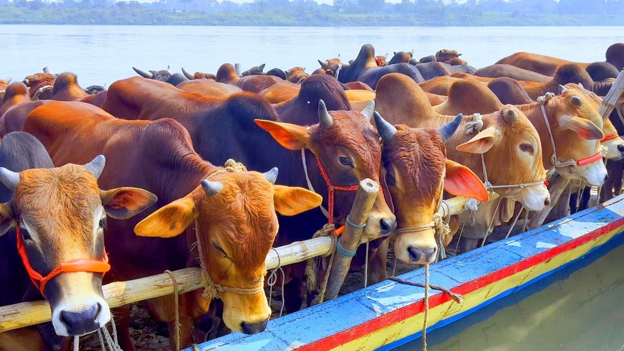 cow unloading, cow videos, cow video, animal, big cow, goru hamba cow, Ep- 33