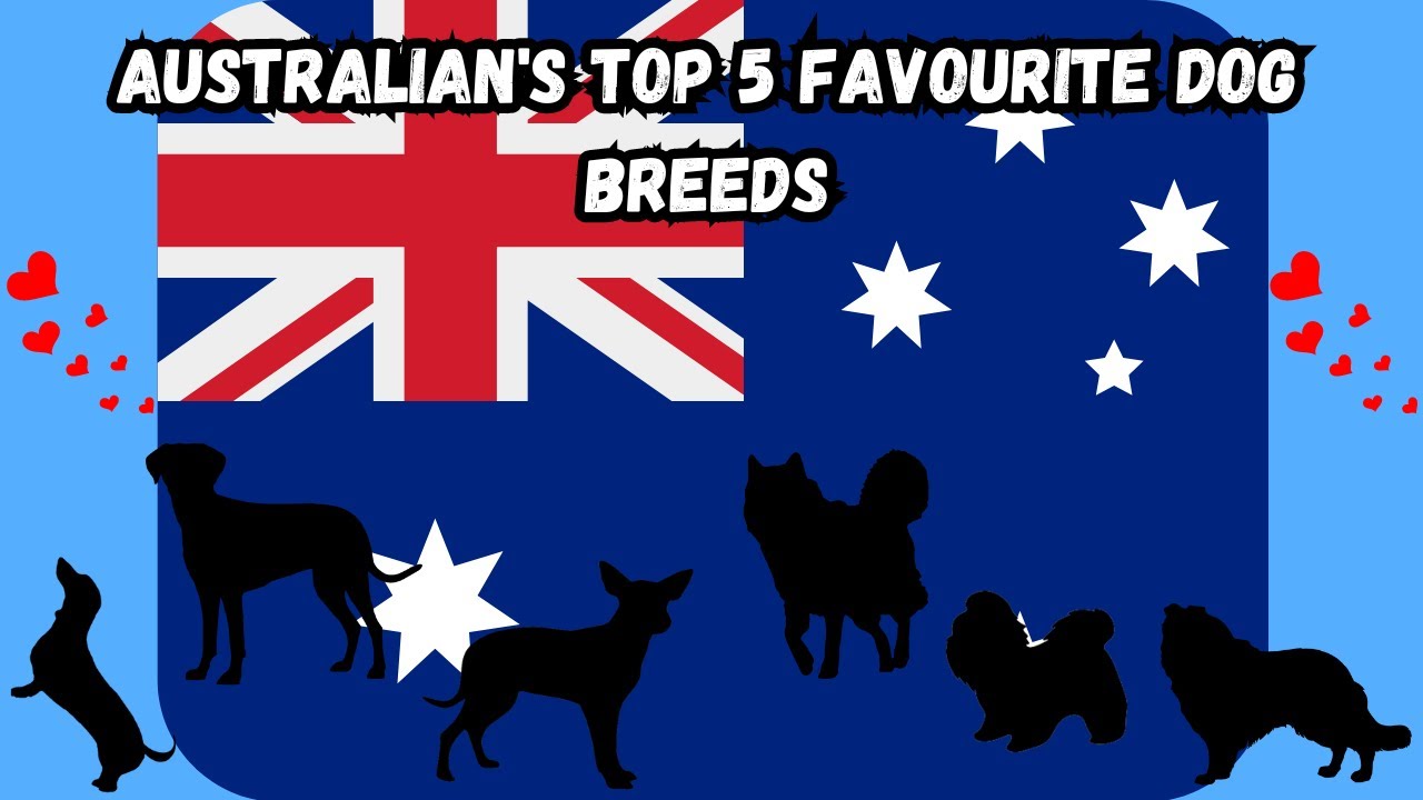 TOP 5 FAVORITE DOG BREEDS OF AUSTRALIANS