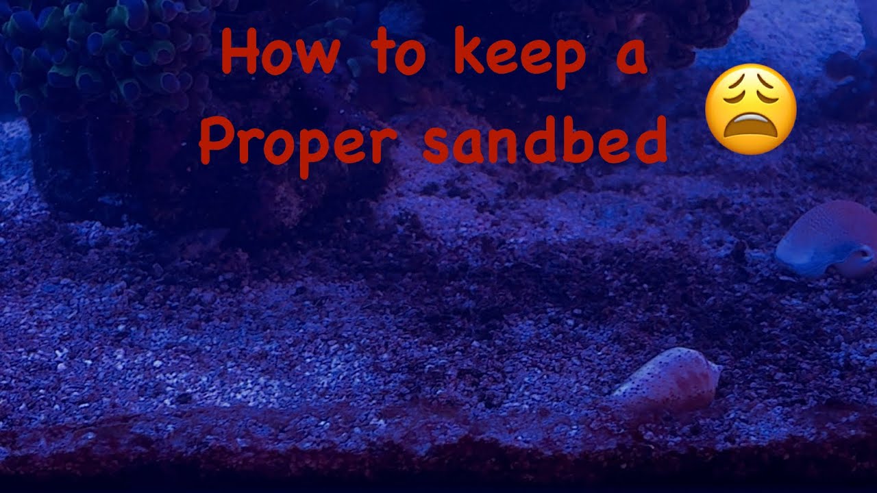 Don’t Make this mistake in your Reef Aquarium!