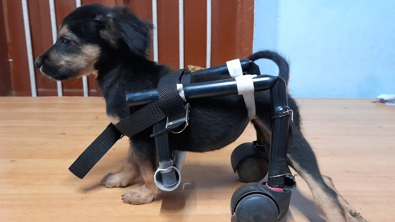 Home made PVC wheelchair for acute paraplegia in puppy