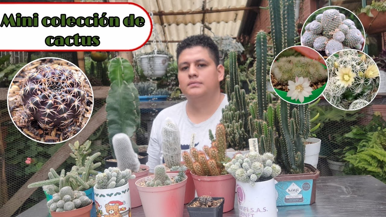 Tour por mi colección de cactus 🌵.