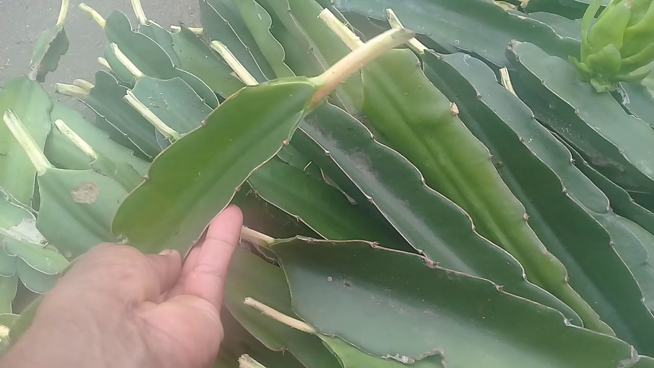DICAS SOBRE ENRAIZAMENTO DE PITAYAS