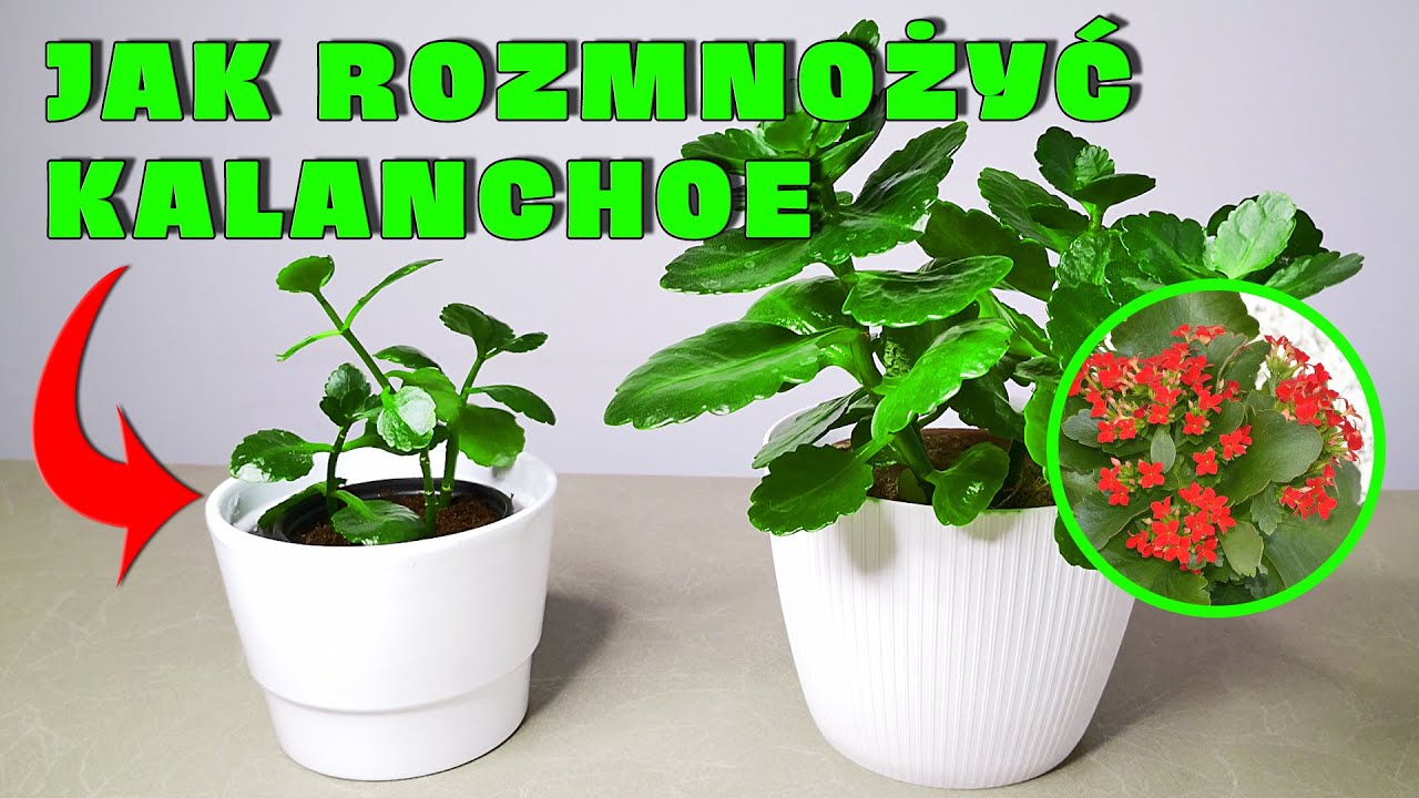 Jak rozmnożyć KALANCHOE | Poznaj mój niezawodny sposób!