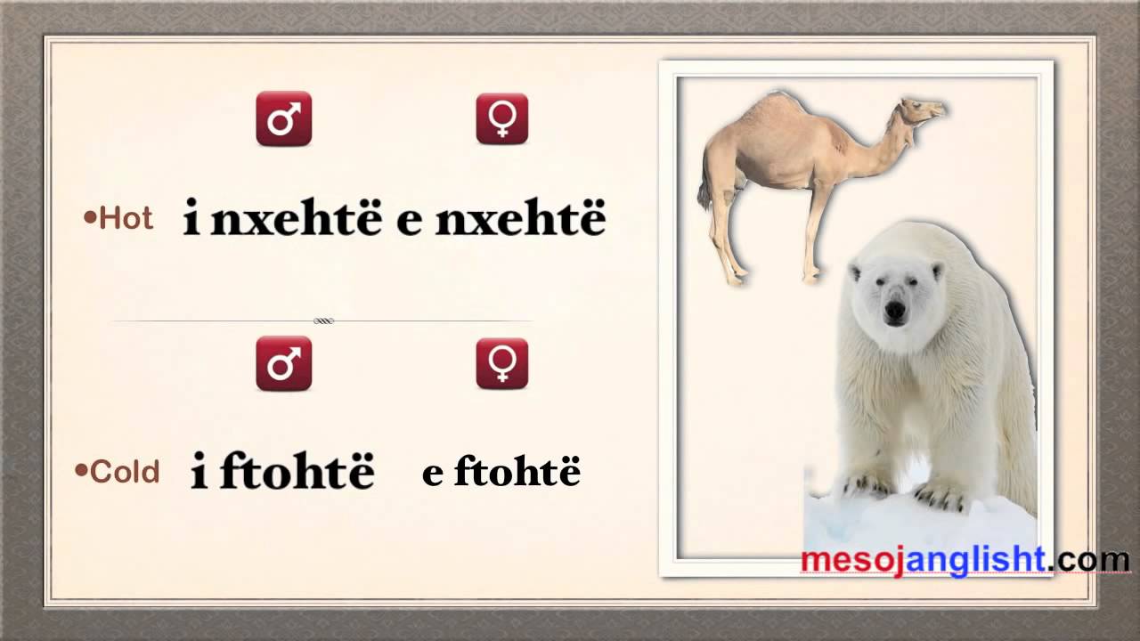 Mbiemrat - Antonimet n&euml; Anglisht / Fjalor online