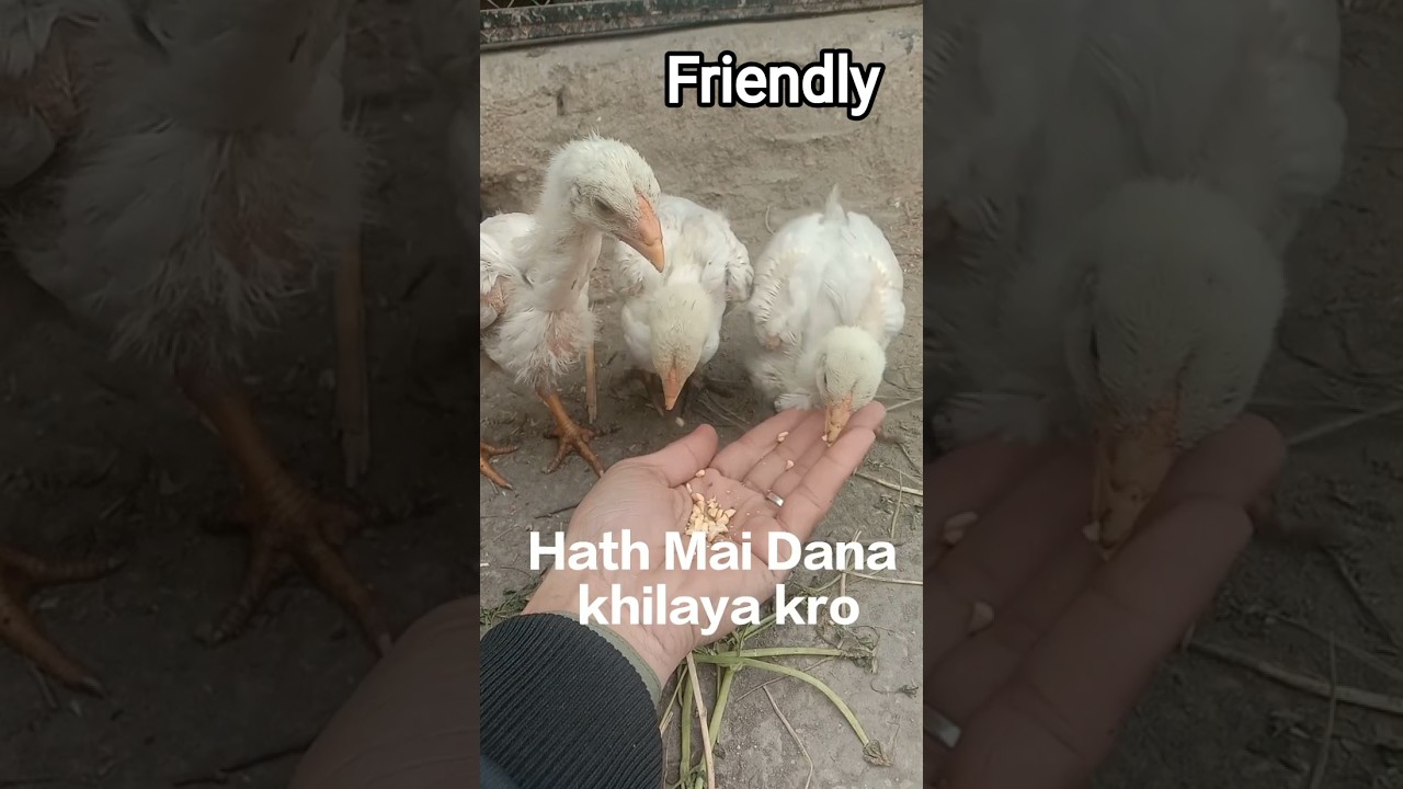 Hath py Dana khilany Sy chizo Sy friendship ho jati hai