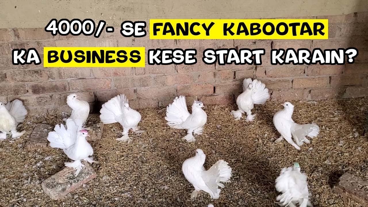4000/- se fancy kabootar ka business kese start karain? - WhatsApp 03007307978 [Multan Cantt]