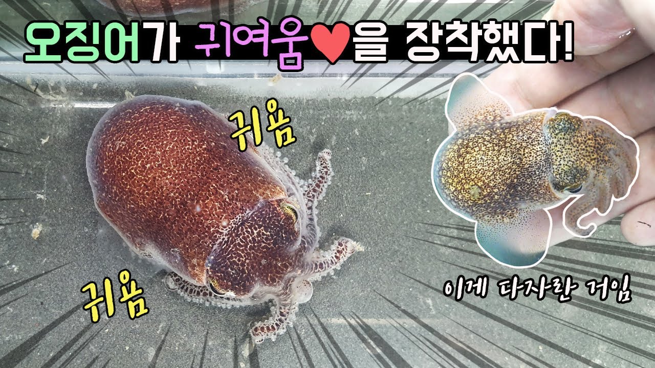 더 이상 오징어를 못생겼다고 놀리지마세요! 한국에서 가장 귀여운 미니오징어 공개! [TV생물도감]