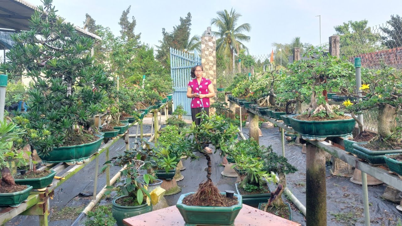 Bonsai giá rẻ LH.ZALO, 0336875979 /29/01
