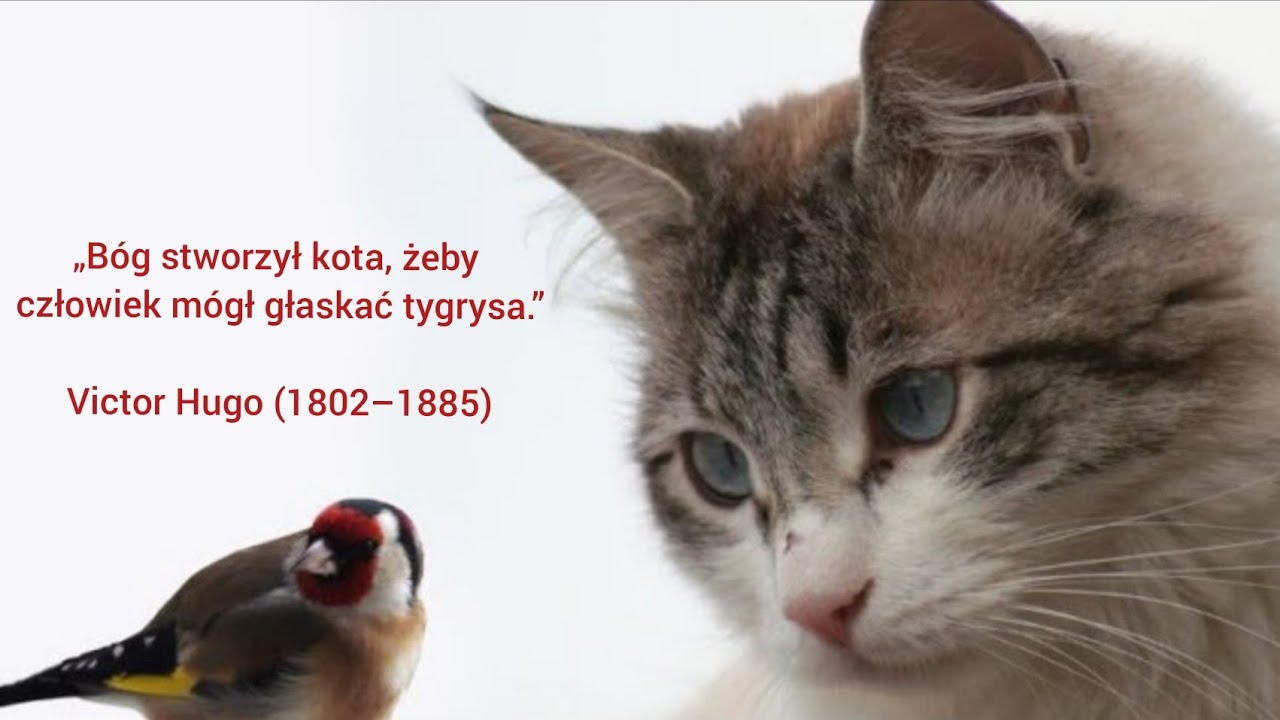 Dzikie oblicza Kot&oacute;w  FILM DOKUMENTALNY  Lektor PL