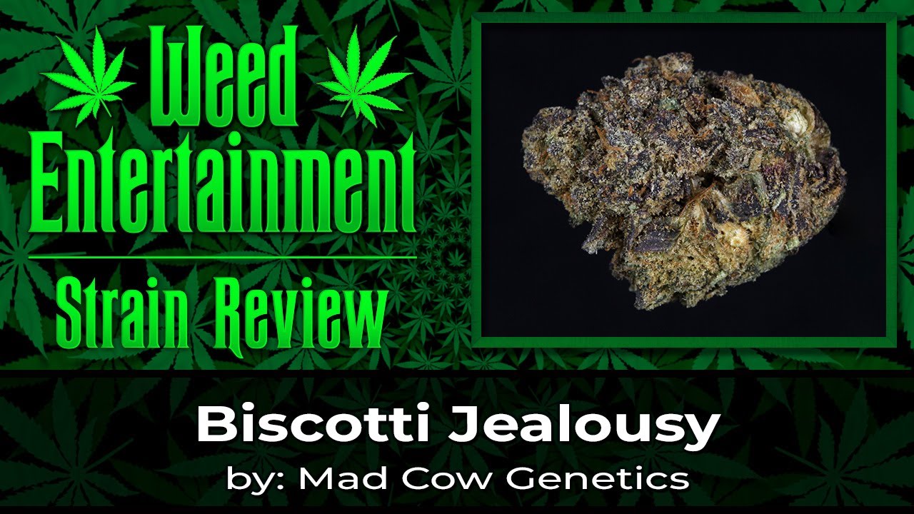 Biscotti Jealousy - by Mad Cow Genetics - Sept 2023