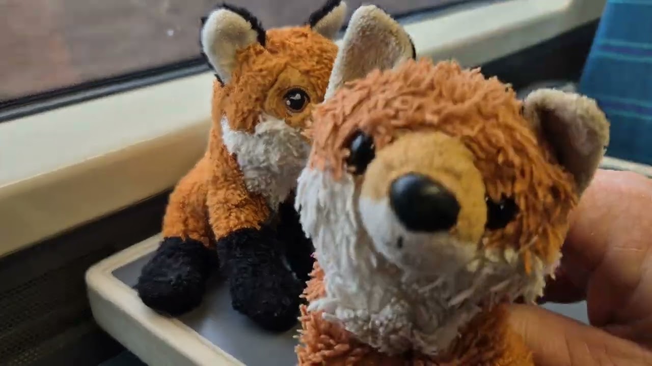 Foxies on the Train to Shoreham 