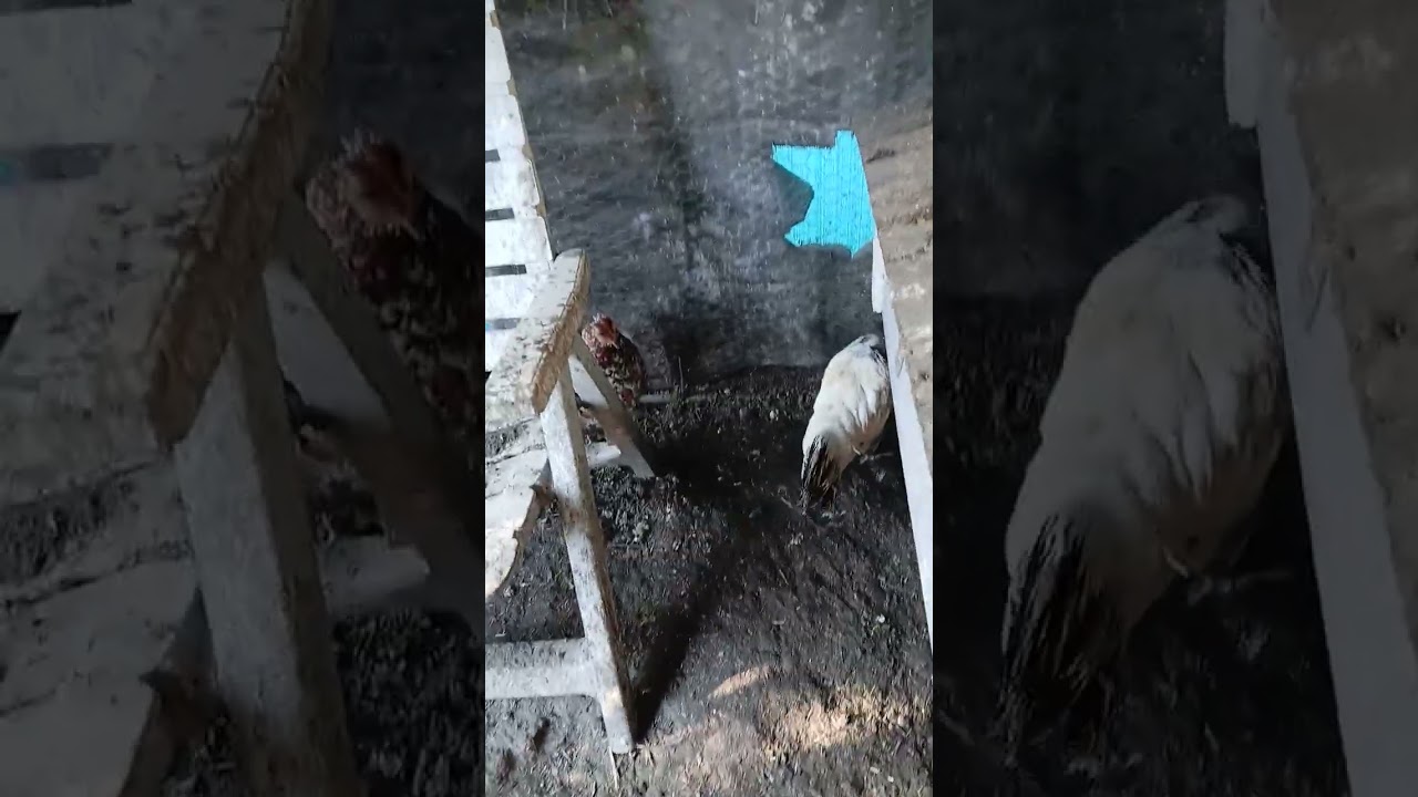 Vidéo 🐓🦆🐔🕊🪿👍