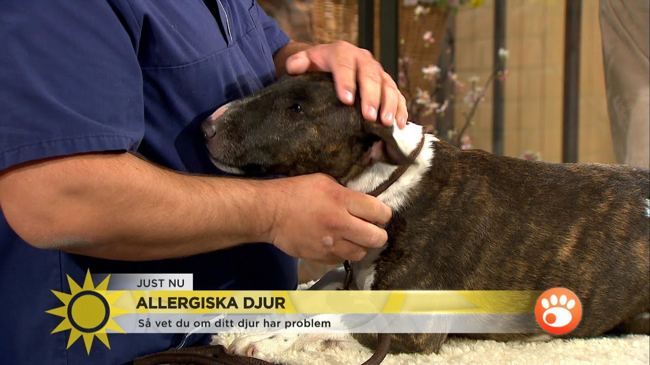 Är din 'pälskling' allergisk? Här ger veterinären sina bästa tips! - Nyheterna (TV4)