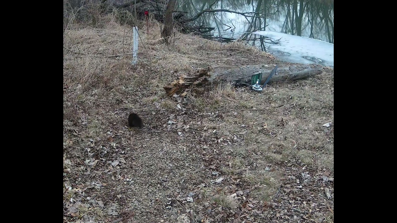 Black squirrel 