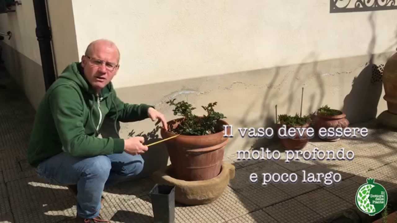 La messa a dimora di una Rosa: La piantumazione