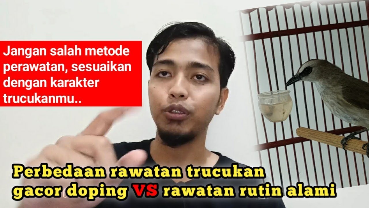 Wajib tahu rawatan trucukan, begini perbedaan gacor doping dengan perawatan rutin alami tanpa doping
