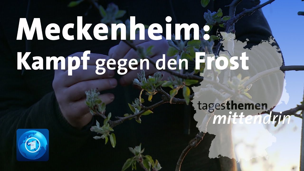 Meckenheim: Kampf gegen den Frost | tagesthemen mittendrin