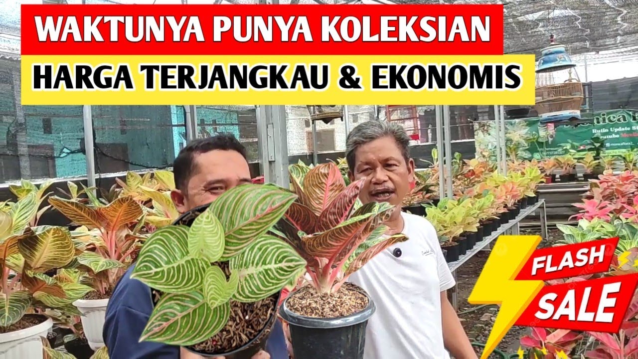 Waktunya Punya Aglaonema Koleksian dengan Harga Terjangkau & Ekonomis ~ 208