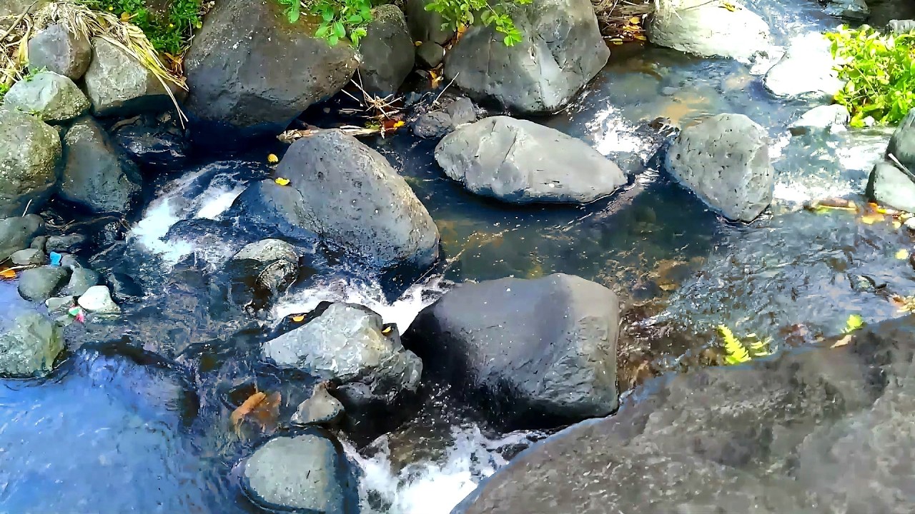 Soft Woodland Stream | 10 Hours of Relaxing Nature Sounds to Quiet the Mind