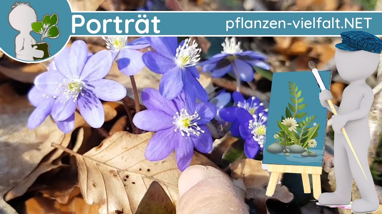 🖼️ Porträt 008 - Gewöhnliches Leberblümchen (Hepatica nobilis) - Wildpflanze (Frühblüher/Giftig)