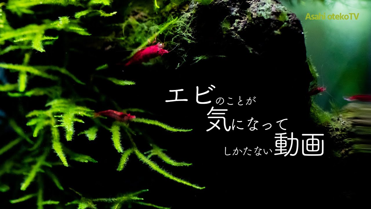 エビを好きになってしまう動画【レッドチェリーシュリンプ】