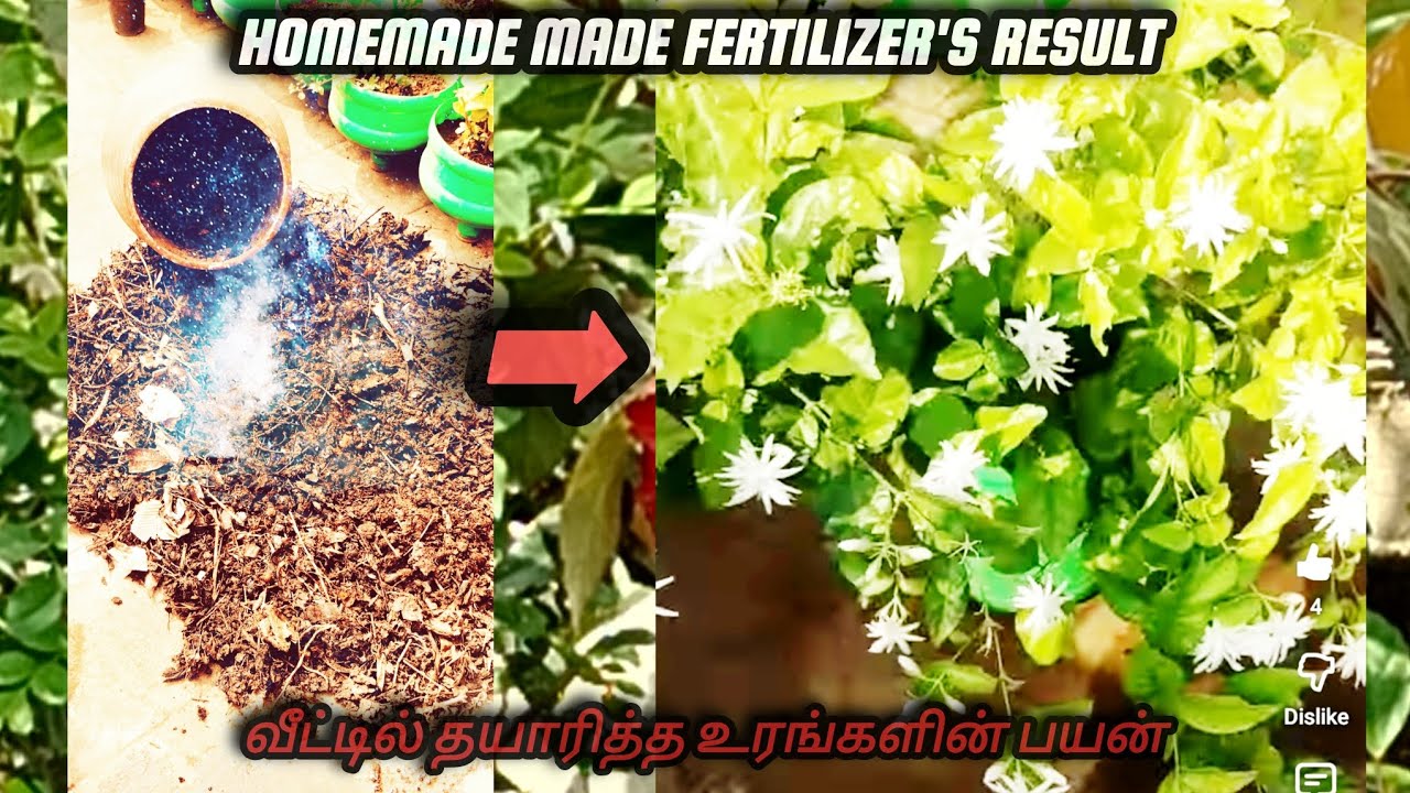 வீட்டிலே தயாரிக்கலாம் சிறந்த உரம் | Result of homemade fertilizer | #intamil #easy #tips #gardening