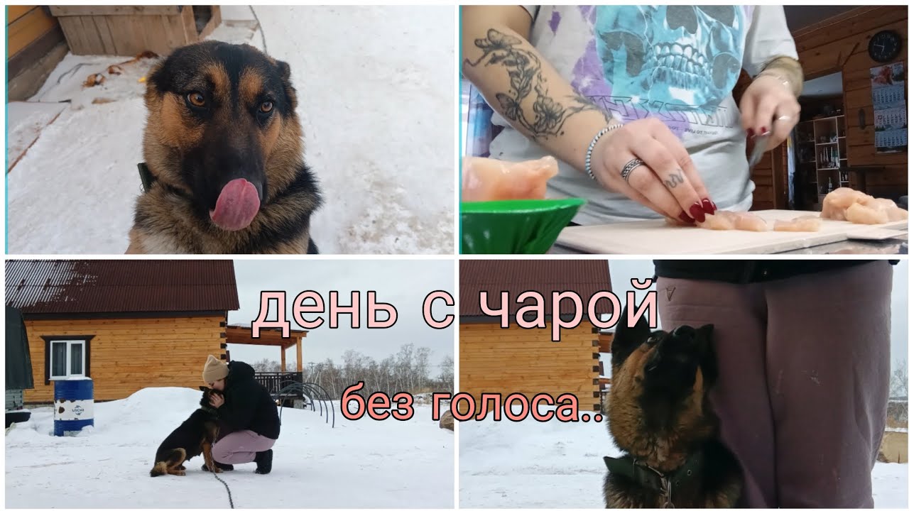 ВЛОГ: весь день провела с чарой 🐶❤️  пропал голос и весь влог не говорю.. 