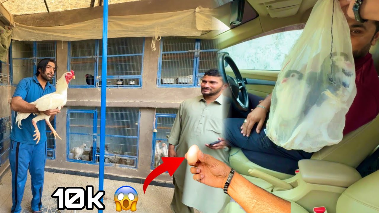 Hamary New sherazi Piegons 😍 10 Hazar Ka Murghi Ka Anda 🤫
