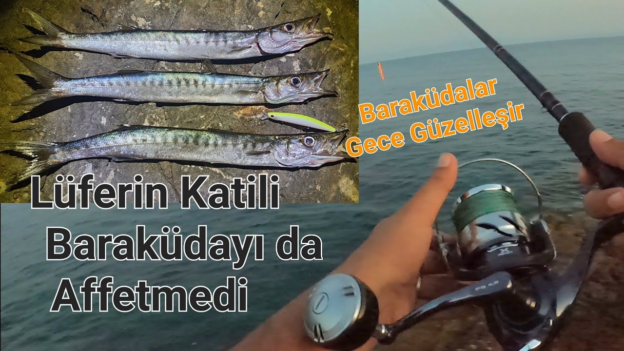 Spin ile Balık Avı | Lüferin Katili Baraküdayı da Affetmedi | Barracuda Fishing