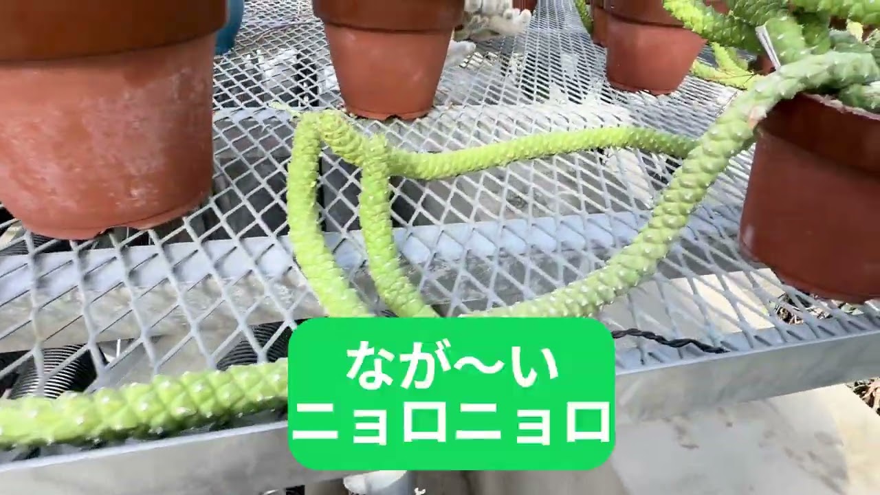 小石川植物園の熱帯植物たち３ #小石川植物園 #熱帯植物 #散歩 #東京散歩 #暇つぶし #のんびり