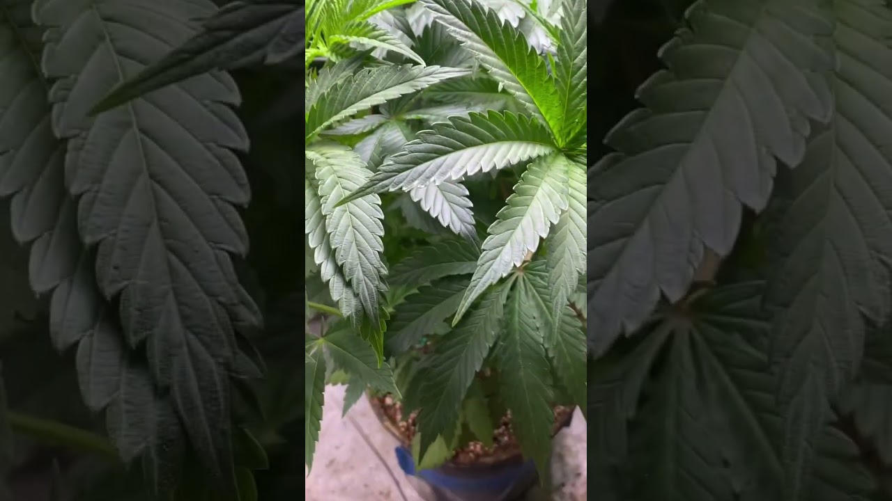 Real Growers Grow Dots