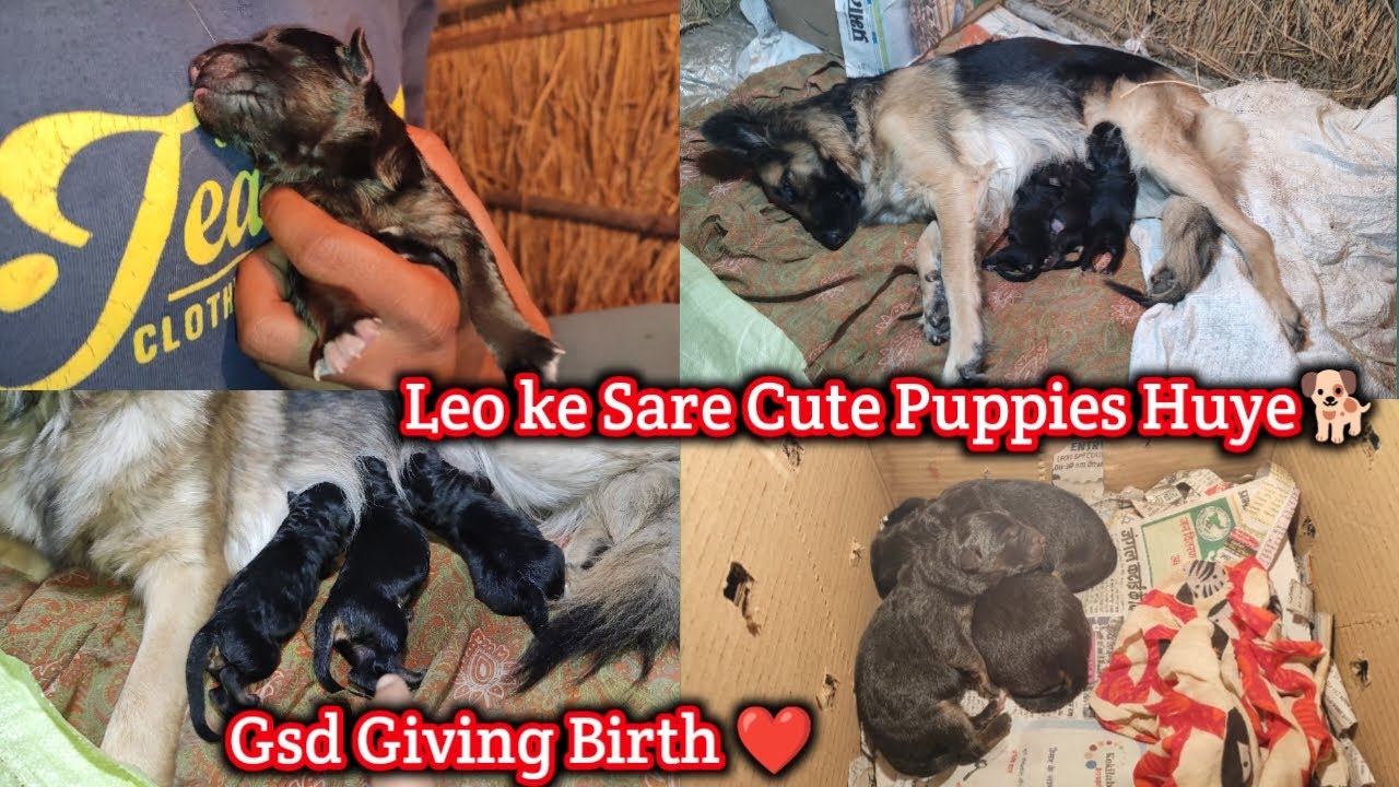 German Shepherd Giving Birth 🐕 || Leo First Time Giving Newborn Puppies || Cute Puppies