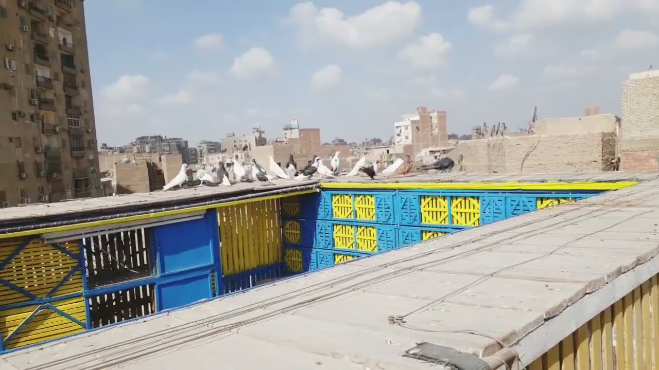 لو عايز تربي زغلول جامد وما يتمسكش منك يبقى لازم تتفرج على الفيديو ده..مع #كوتوادم