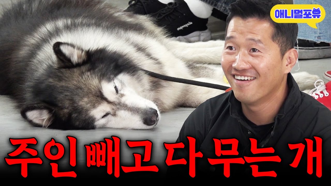 강형욱도 감탄한 울프독의 충성심🥹, 보호자만 따르는 개 I KBS 개는 훌륭하다 231127 방송