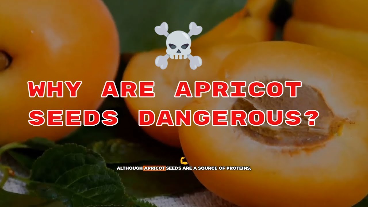 Why Are Apricot Kernels Dangerous?