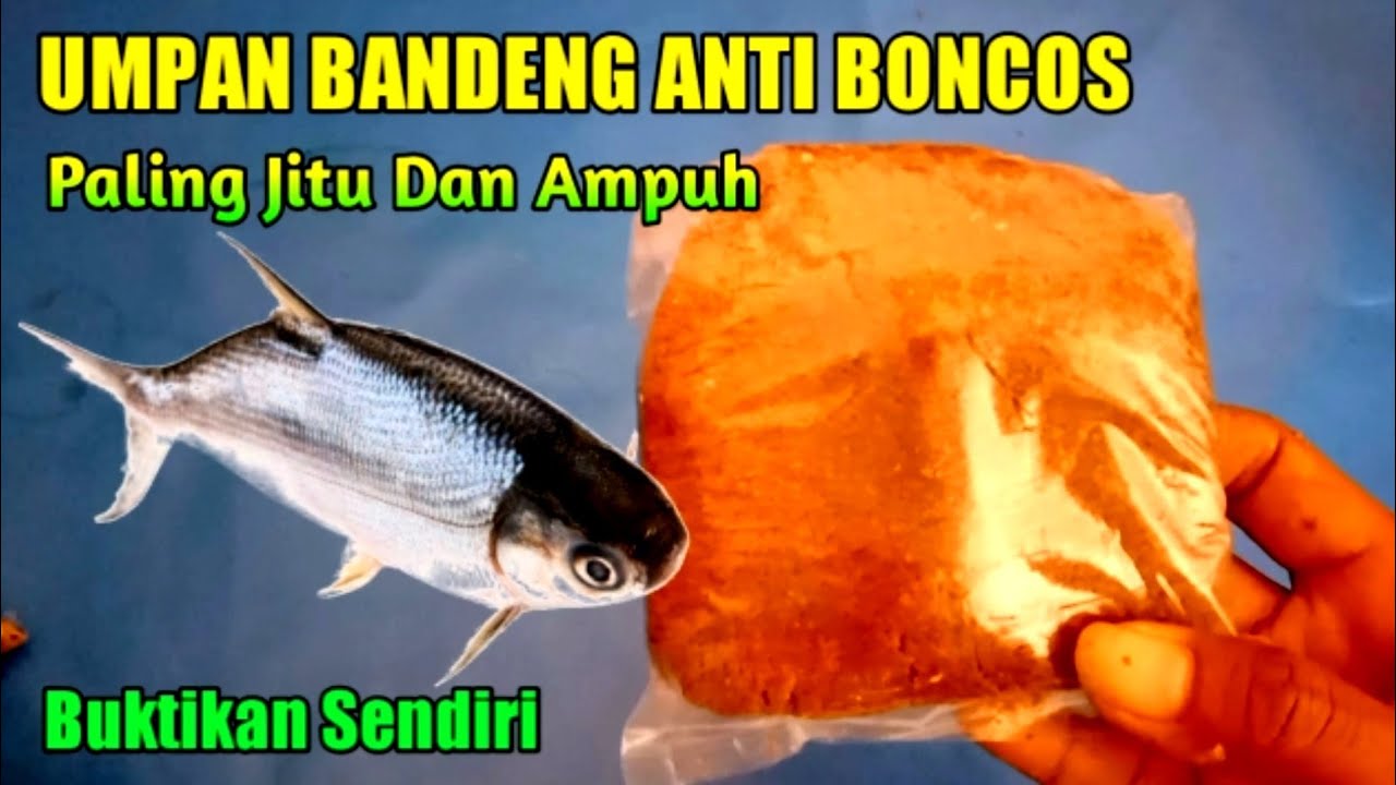 Umpan Bandeng Tambak Paling Jitu Media Pelet || Umpan Bandeng Anti Boncos