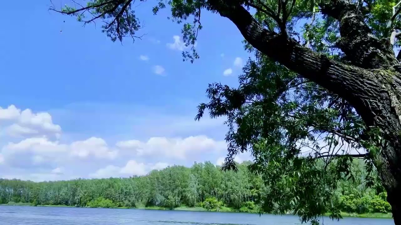 Riverbank Nature Magic | Sounds of Water, Wind, Birds & Frogs 