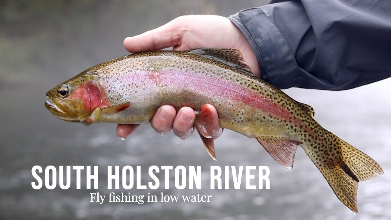 Fly fishing in low water (South Holston River)