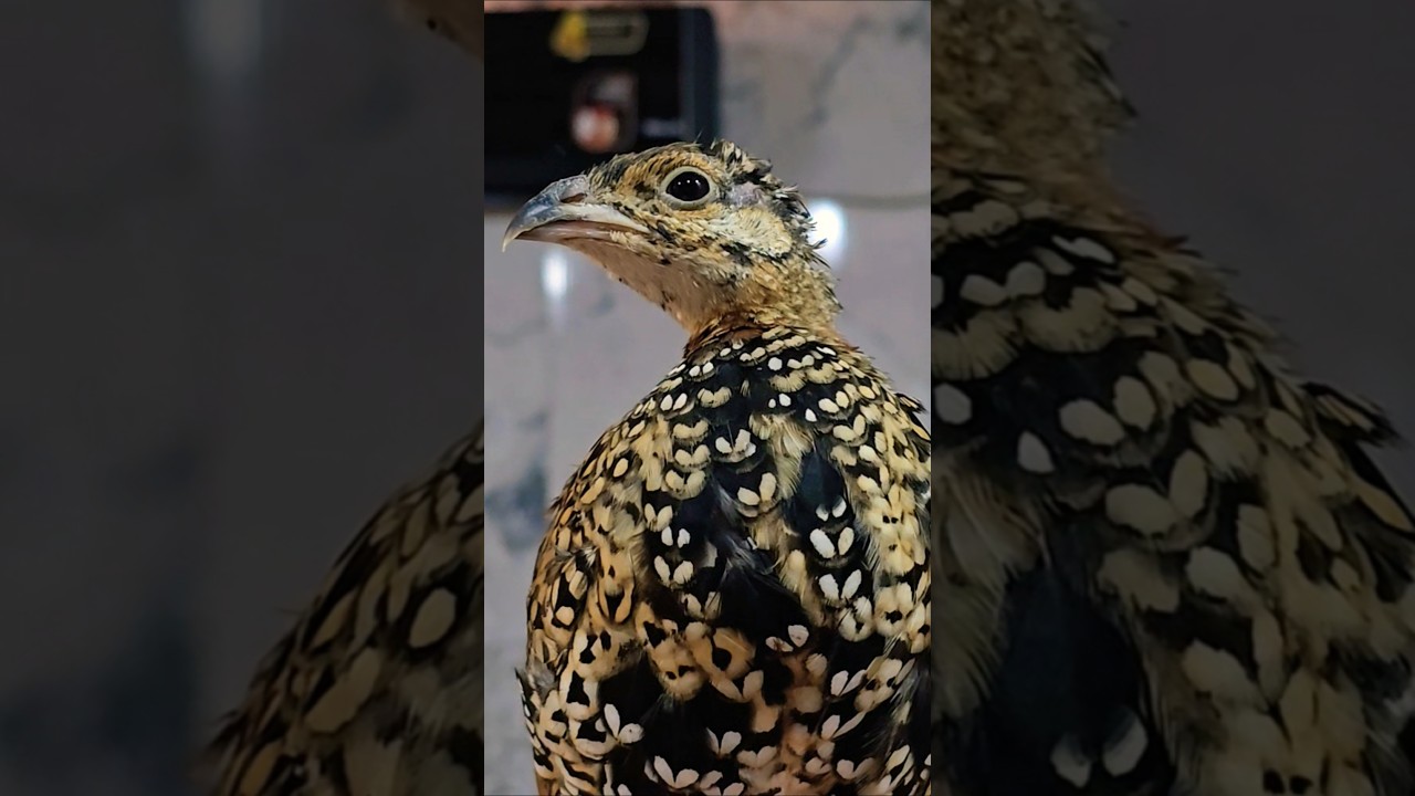 Quality Kala Teetar Patha | #partridges #partridgechicks #shorts #kalateetar
