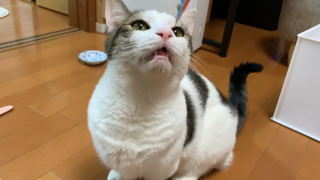 おやつになると立つ3匹の猫