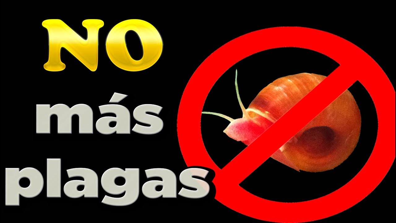 Tutorial: Trampa casera para caracoles de acuario  | No mas plaga de caracoles