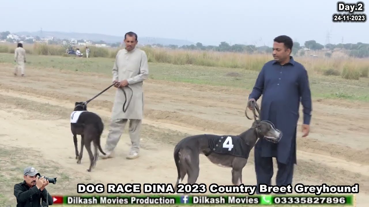 track Derby Dina #country breed greyhound #semi final Day 2 /25.11.2023