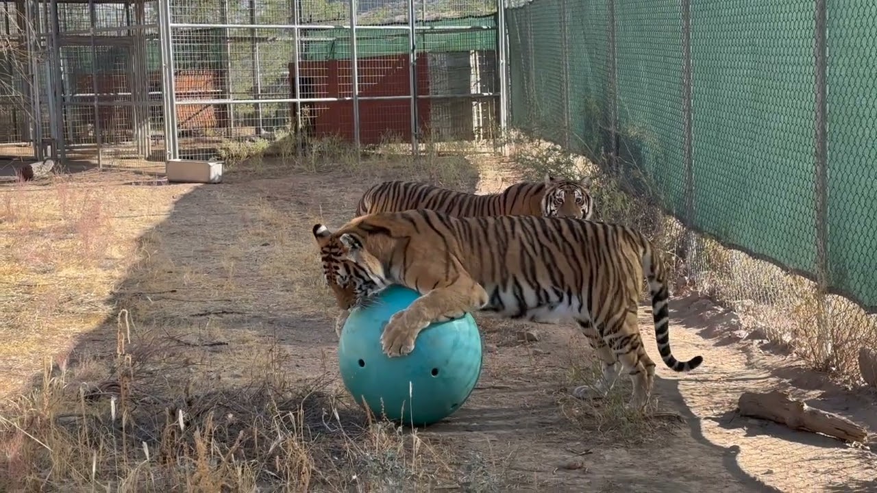 New Toys for Tigers at Keepers of the Wild