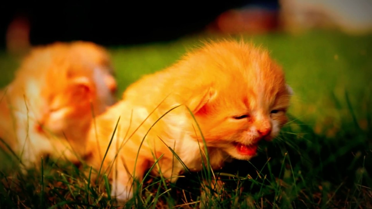 Warrior Cats kleine Geschichten / Teil 1