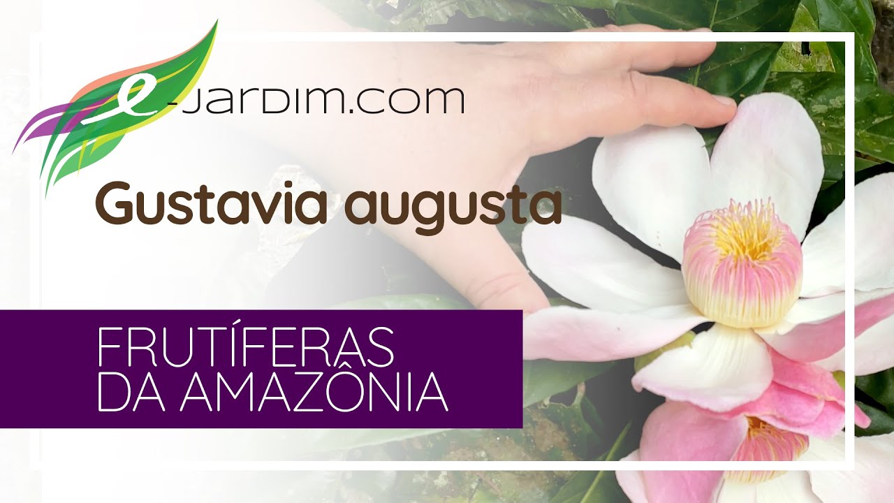 Gustavia augusta - Frutíferas da Amazônia | Sítio E-jardim