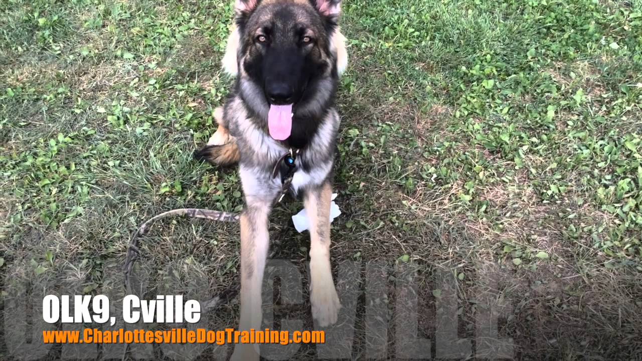 8 Month Old Shiloh Shepherd 