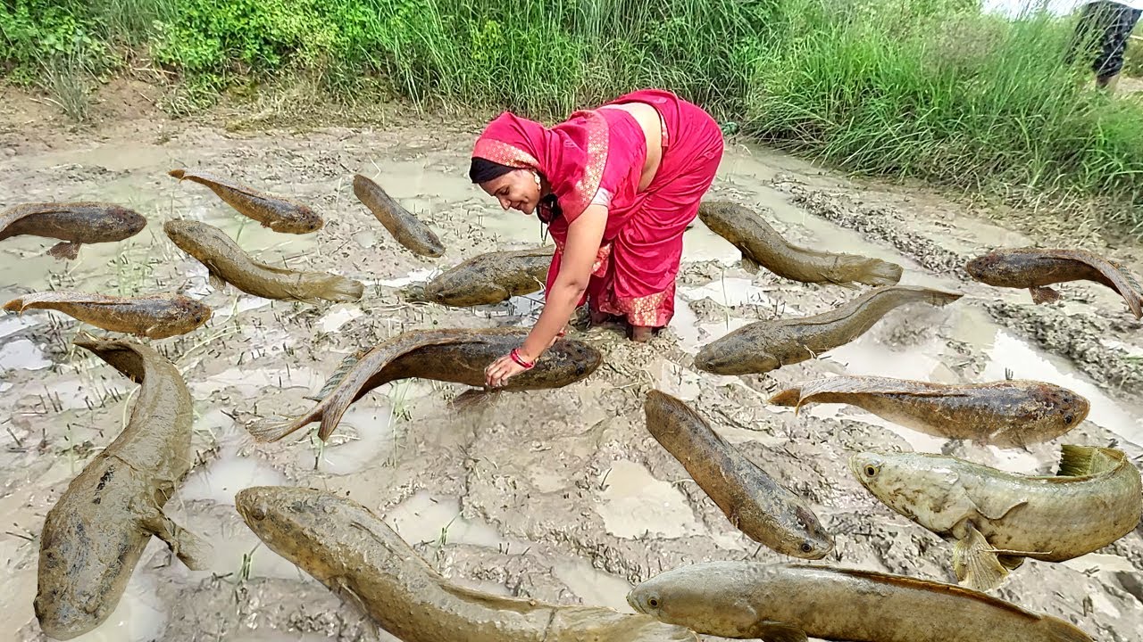 Village Snake head Fish Curry | Indian Village Sauri Fish Curry | Anishka ka kitchen fish curry
